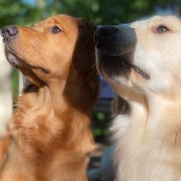 Golden Retrievers from Hampshire Goldens