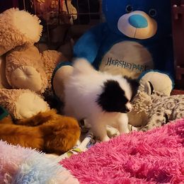 Pomeranian Puppies from La Belle Pomeranians