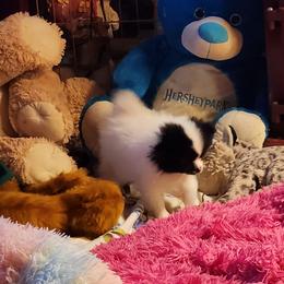 Pomeranian Puppies from La Belle Pomeranians