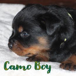 CAMO Boy - Black and rust male Rottweiler puppy in Rossville, Kansas from Cross Creek Rottweilers