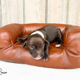 Rocco - Chocolate male Australian Labradoodle puppy in Wamego, Kansas from Doodles of Oz