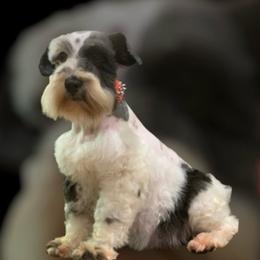 Panda Roses On My Mind - Parti female Miniature Schnauzer puppy in Kentucky from Mrs Bs Teeny Schnauzers & Doodles