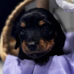 Lily - Black and tan female Dachshund puppy in Asheboro, North Carolina from With Love From Maggie