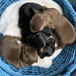 Dachshund Puppies from L & A Dachshunds