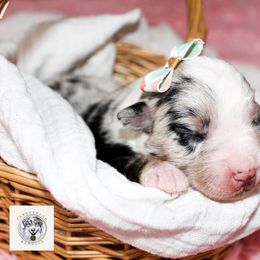 Miniature Australian Shepherd Puppies from Yarborough Kennels
