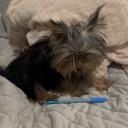 Mini Massimo Russian parents - Black and tan male Yorkshire Terrier puppy in Las Vegas, Nevada from Quality Poms and Yorkshire Terriers of Las vegas