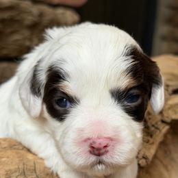 Smitten (Purple collar) - Tri-color female Australian Labradoodle puppy in Mount Gilead, North Carolina from Tillery Labradoodles