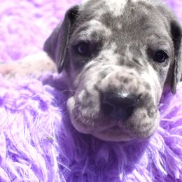 Orange Collar Blue Merle Male - Merlequin male Great Dane puppy in Alvarado, Texas from Texas Blue Danes