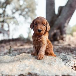 Cotton - Red  female Goldendoodle puppy in Shingle Springs, California from Kindred Oak Goldendoodles