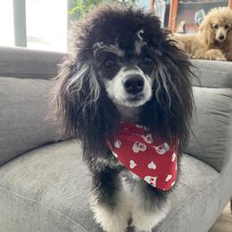 Hope - Poodle