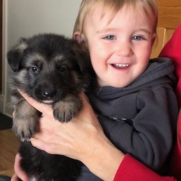 German Shepherd Puppies from Dawnhill