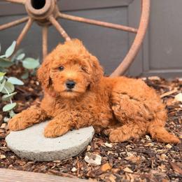 Margie - Red  female Goldendoodle puppy in Oxford, Pennsylvania from FriendlyPals