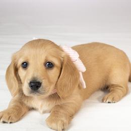 Madeline - Cream female Dachshund puppy in Laurel, Maryland from Dainty Cream Doxies