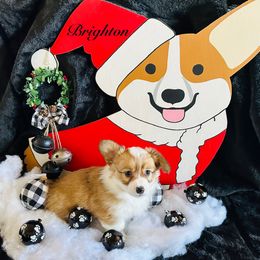 Brighton - Red female Pembroke Welsh Corgi puppy in Cashion, Oklahoma from Shabby Chic Corgis
