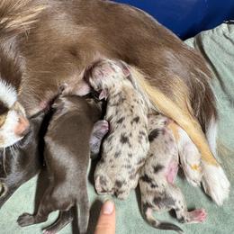 Choc Merle Boy - Merle male Chihuahua puppy in West New York, New Jersey from Pixie’s Magical Puppies