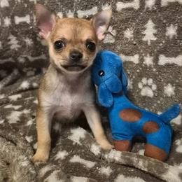 Chihuahua Puppies from Faith's Heavenly Chihuahuas
