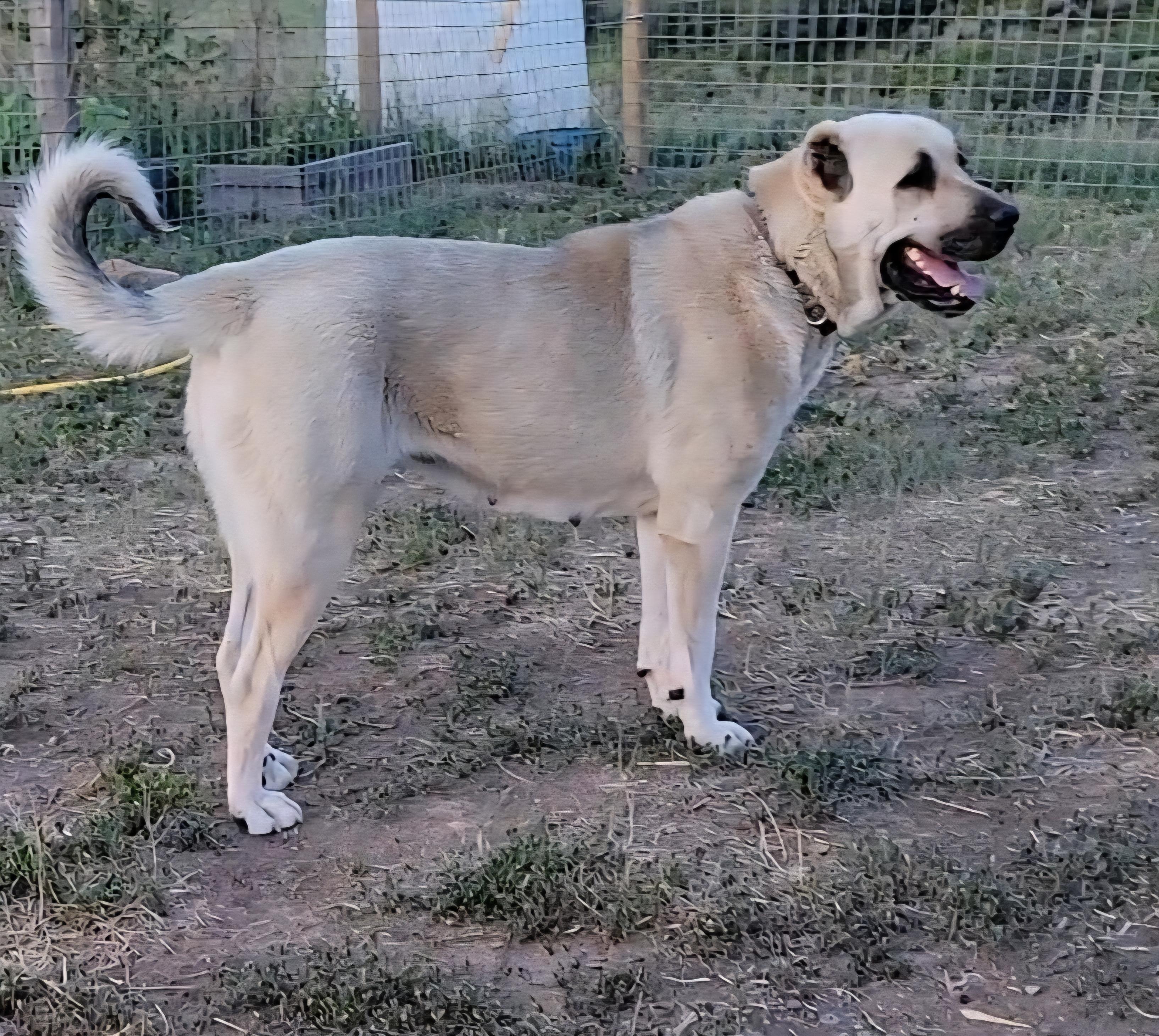 NOVA