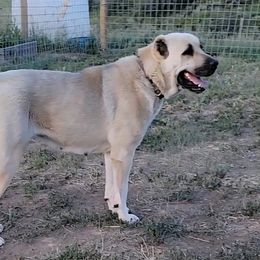 NOVA - Turkish Boz Shepherd