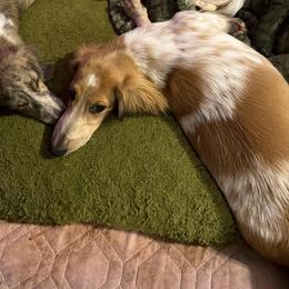 Willy Nelson pet 2500 - Dapple male Dachshund puppy in Irving, Texas from DFW Dachshunds by G & S