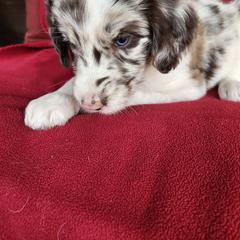 Neptune - Red merle male Bordoodle puppy in New Oxford, Pennsylvania from The Weekend Farm