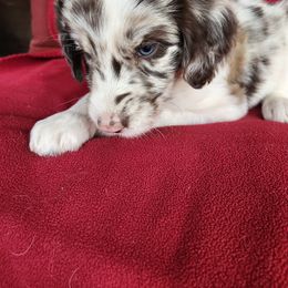 Neptune - Red merle male Bordoodle puppy in New Oxford, Pennsylvania from The Weekend Farm
