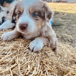 Australian Shepherd Puppies from West River Creekside Aussies