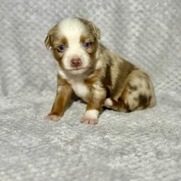 Love Bug - Red merle female Toy Australian Shepherd puppy in Lincoln, California from Country Dreams Mini Aussies