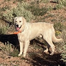 Golden Retrievers from Double R Retrievers
