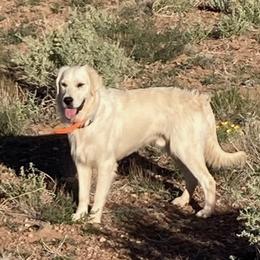 Golden Retrievers from Double R Retrievers