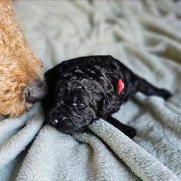 Niblet - Black female Goldendoodle puppy in Harris County, Texas from Cute & Curly Doodles
