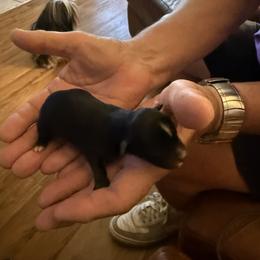 Jace - Black male Havanese puppy in Hudson, New York from Havanese of Claverack and Hudson Valley Labradors