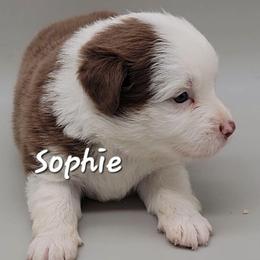 Sophie - Red tri female Miniature Australian Shepherd puppy in Waxhaw, North Carolina from Cane Creek Aussies