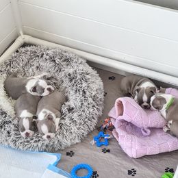 Boston Terrier Puppies from Designers Boston Terriers