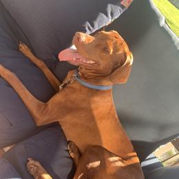 Amber - Vizsla