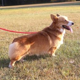 Dragon - Pembroke Welsh Corgi