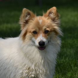 Blossom - Pembroke Welsh Corgi