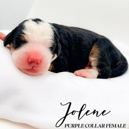 Jolene - Tri-color female Bernedoodle puppy in Tipton, Indiana from Country Creek Doodles