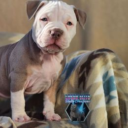 Joy - Lilac tri-color American Bully puppy in Elberta, Alabama from Laser Elite Bully Creations