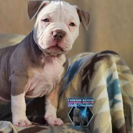 Joy - Lilac tri-color American Bully puppy in Elberta, Alabama from Laser Elite Bully Creations