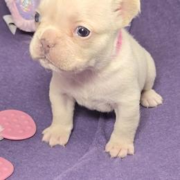 French Bulldog Puppies from MiAdorableFrenchies