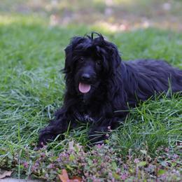 DaoDog Odette Happyend - Black female Chinese Crested puppy in Highland Park, Michigan from Family Kennel Dao Dog