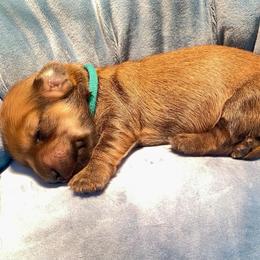Teal Collar Male - Cream male Dachshund puppy in Madison, Indiana from Jensen Dobermans and Dachshunds