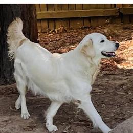Rory - Golden Retriever
