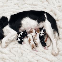 Cavalier King Charles Spaniel puppies from Sunshine State Cavaliers