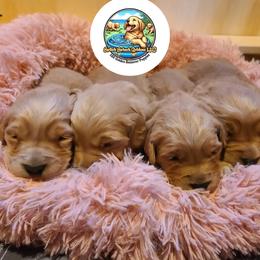 Golden Retriever Puppies from Splish Splash Goldens LLC