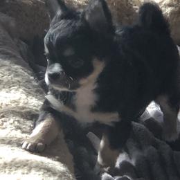 Stanley - Black and white male Chihuahua puppy in Amelia, Virginia from Pannell’s Precious Pups