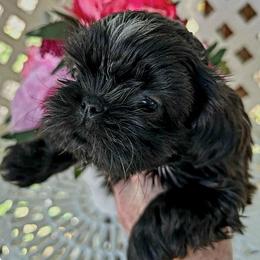Mochi - Sable male Shih Tzu puppy in Victorville, California from Precioustzus