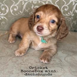 Cricket - Brindle female Dachshund puppy in Lexington, Oklahoma from BooneDox Miniature Dachshunds