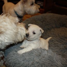 West Highland White Terrier Puppies from C&C Westies