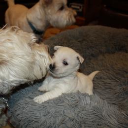 West Highland White Terrier Puppies from C&C Westies
